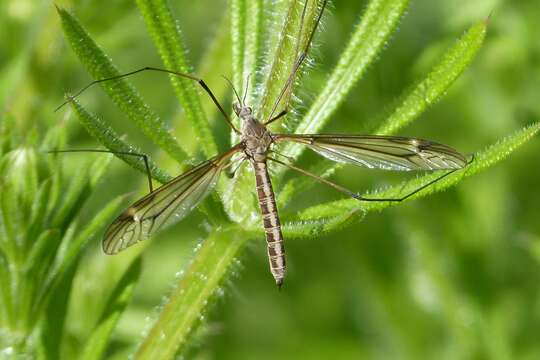 Image of Tipula (Yamatotipula) lateralis Meigen 1804