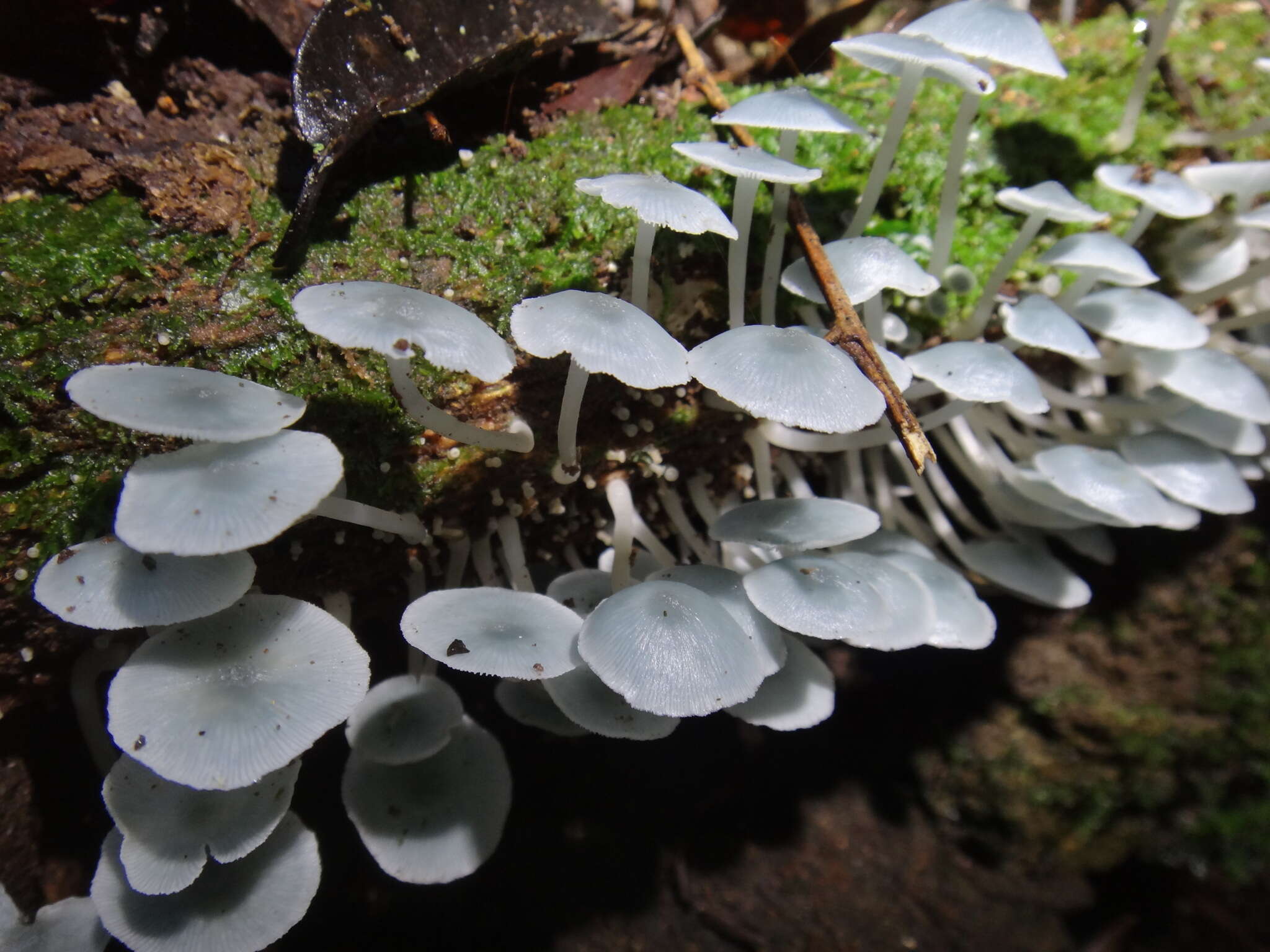 Clitocybula azurea Singer 1973 resmi