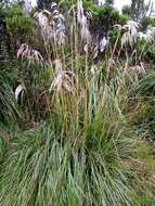 Cortaderia nitida (Kunth) Pilg.的圖片