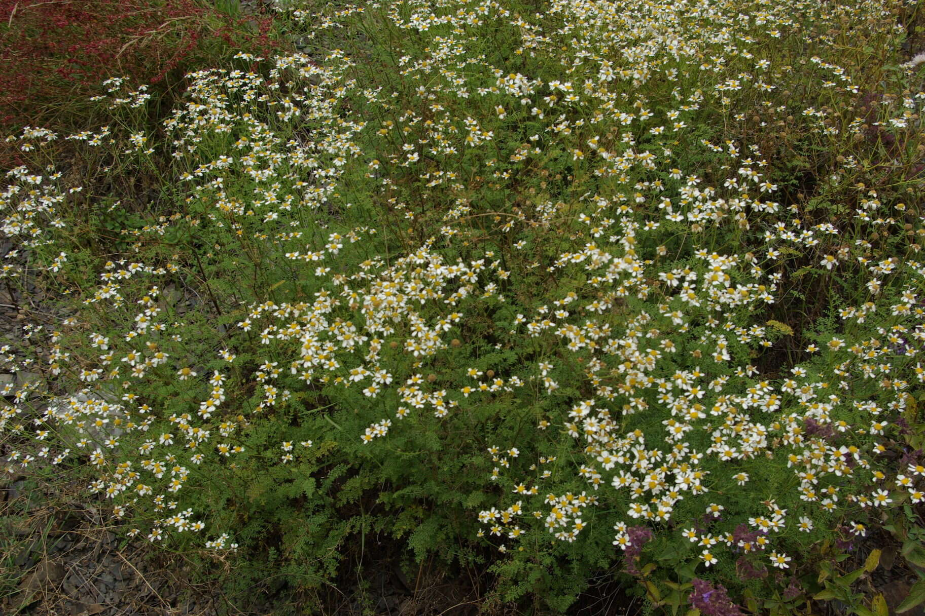 Слика од Tanacetum leptophyllum (M. Bieb.) Sch. Bip.