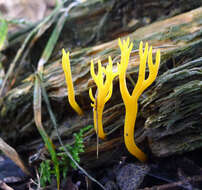 Image of Calocera viscosa (Pers.) Fr. 1821