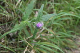 Image of edible thistle