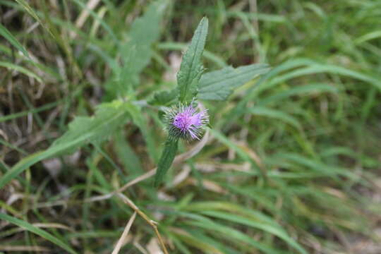 Image de Cirsium edule Nutt.