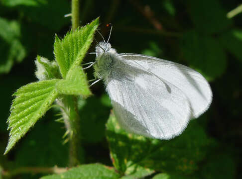 Image of Wood White