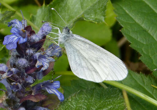 Image of Wood White