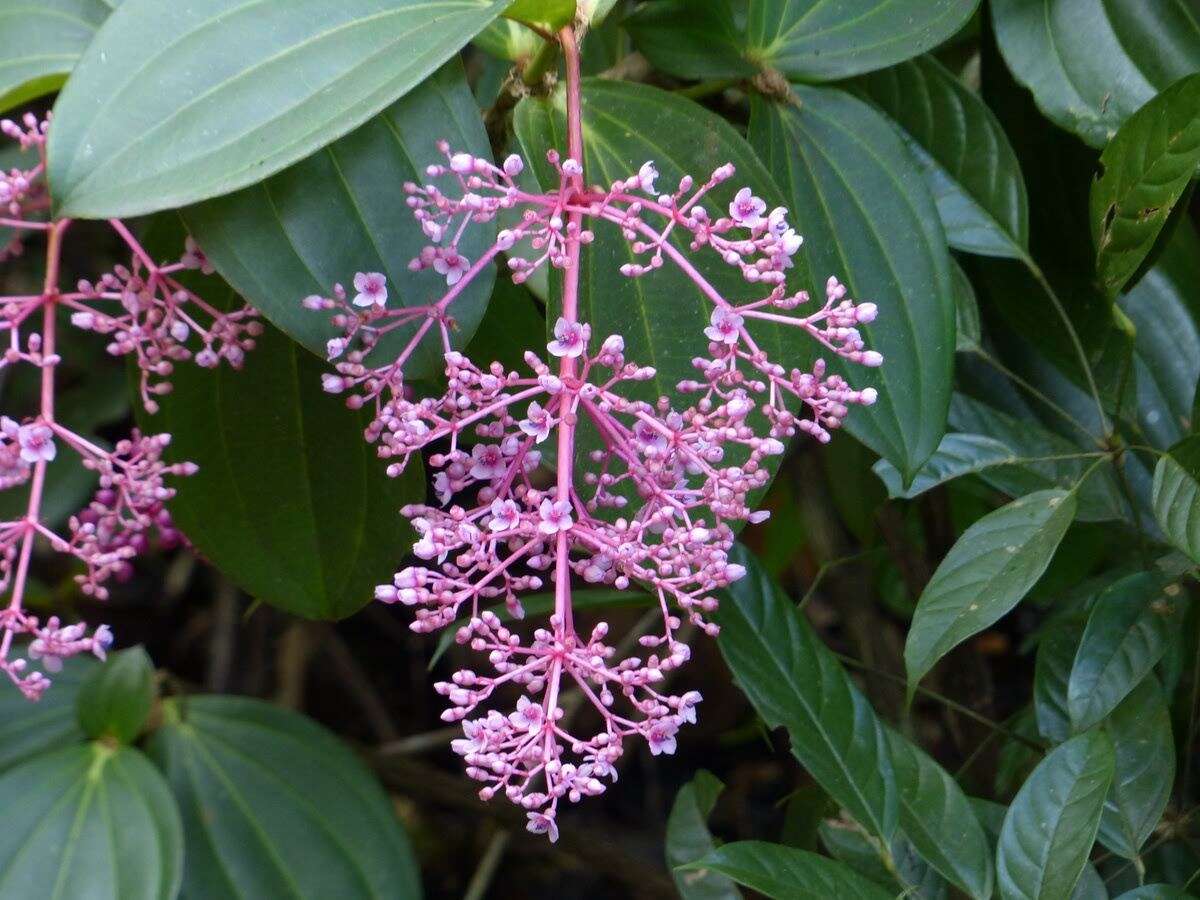 Image of Medinilla speciosa (Reinw. ex Bl.) Bl.