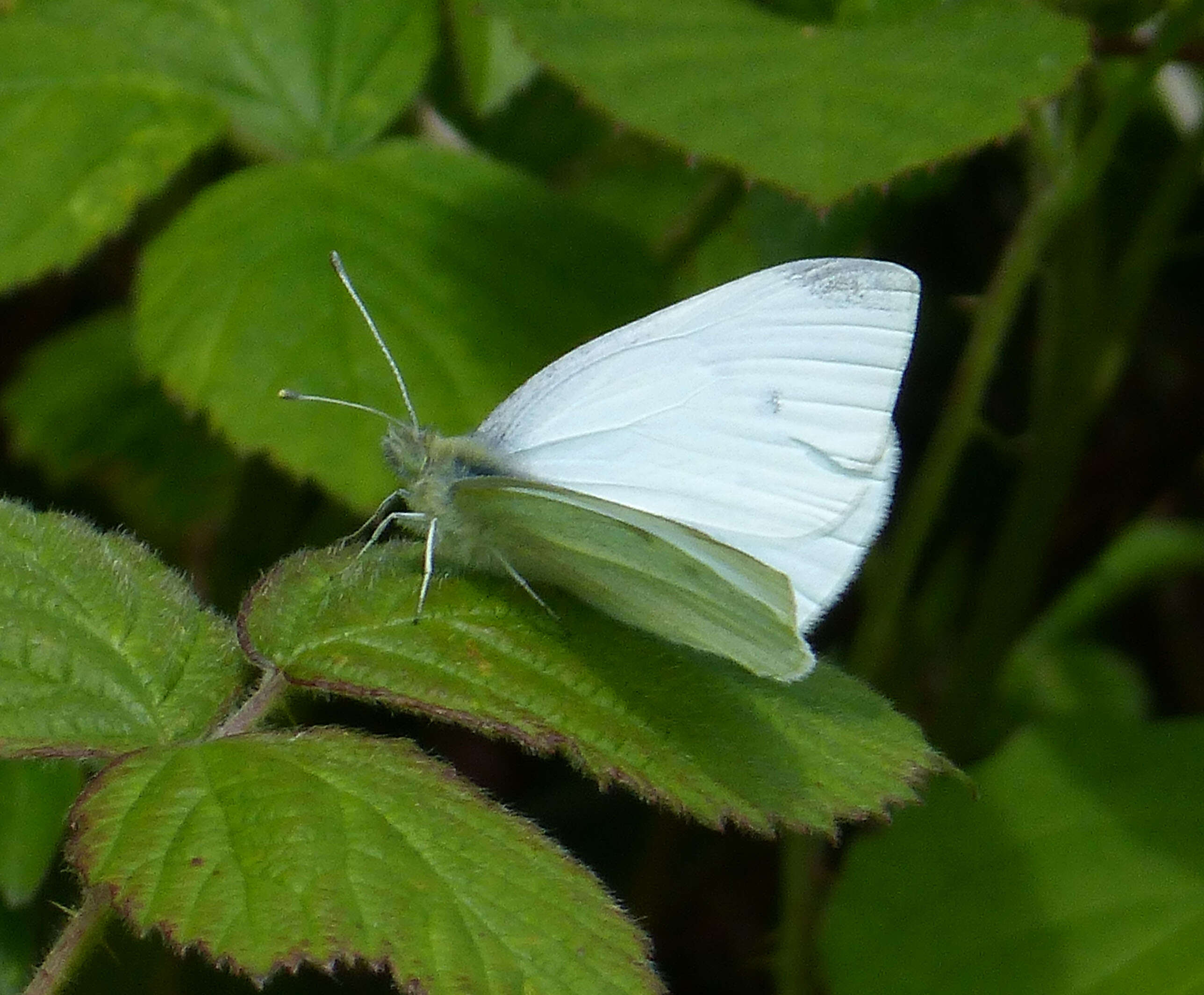 Image of small white