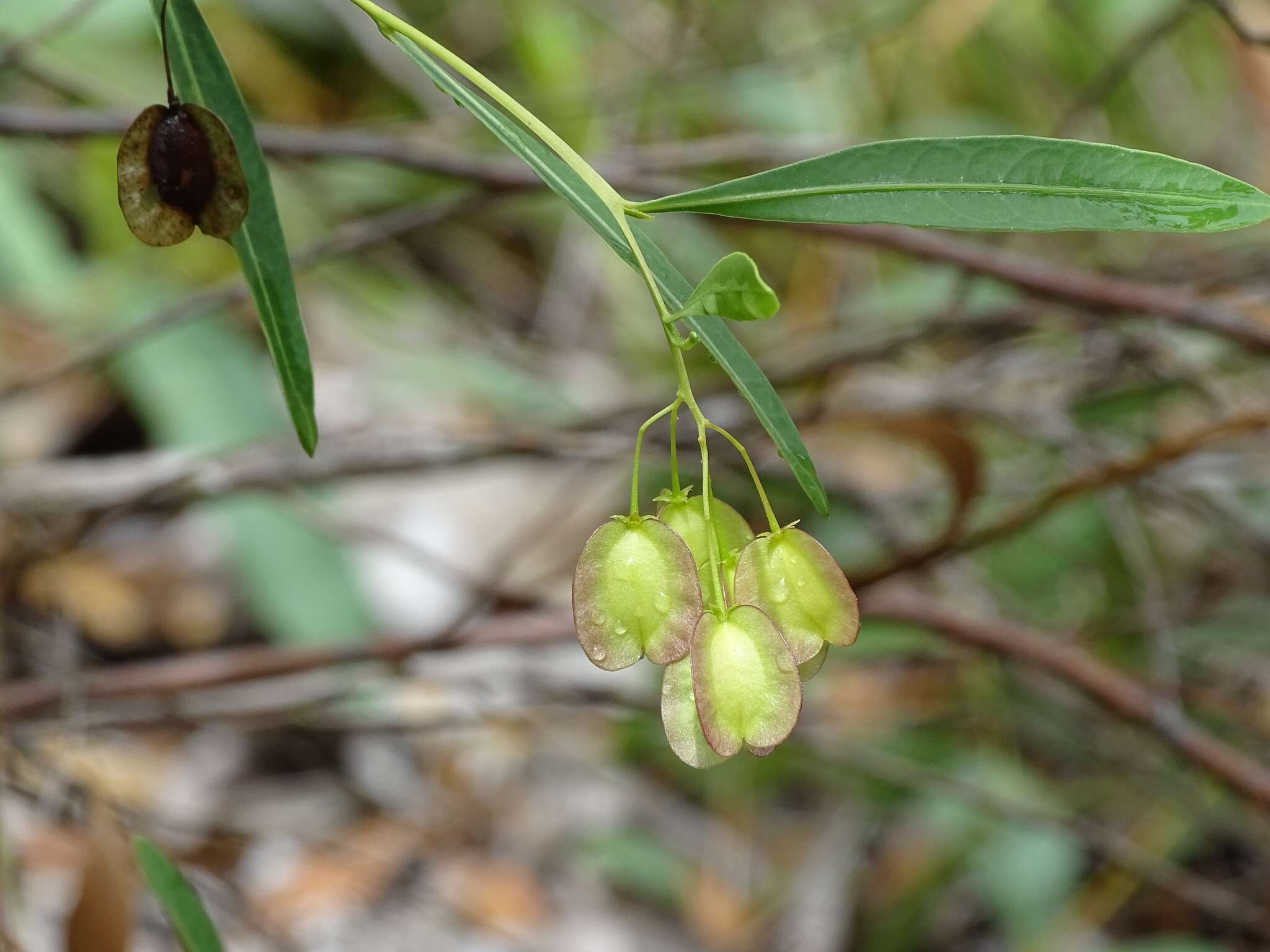 Image de Dodonaea lanceolata F. Müll.