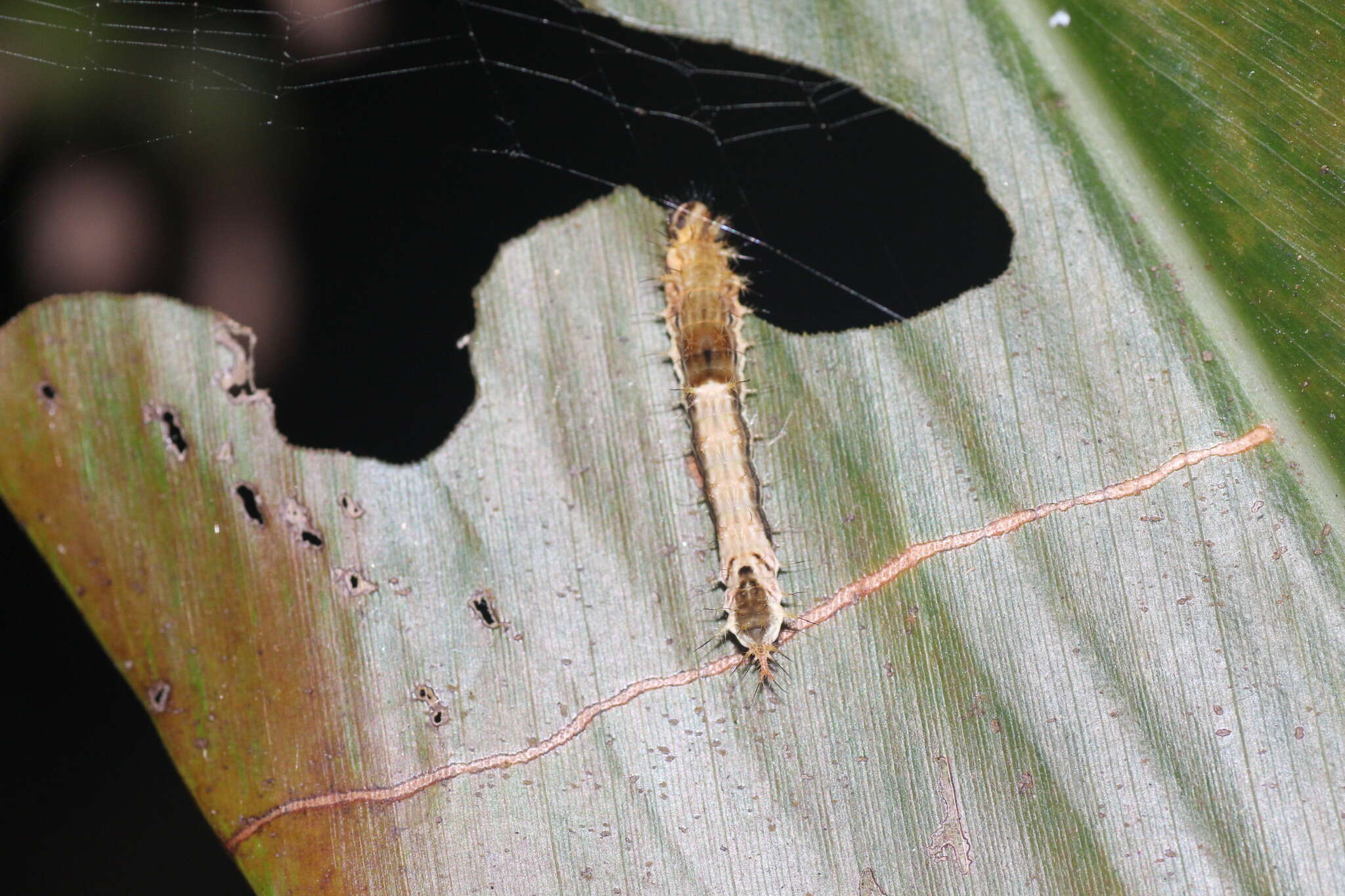 Image of Drapetodes mitaria Guenée 1857