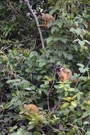 Image of Bolivian squirrel monkey