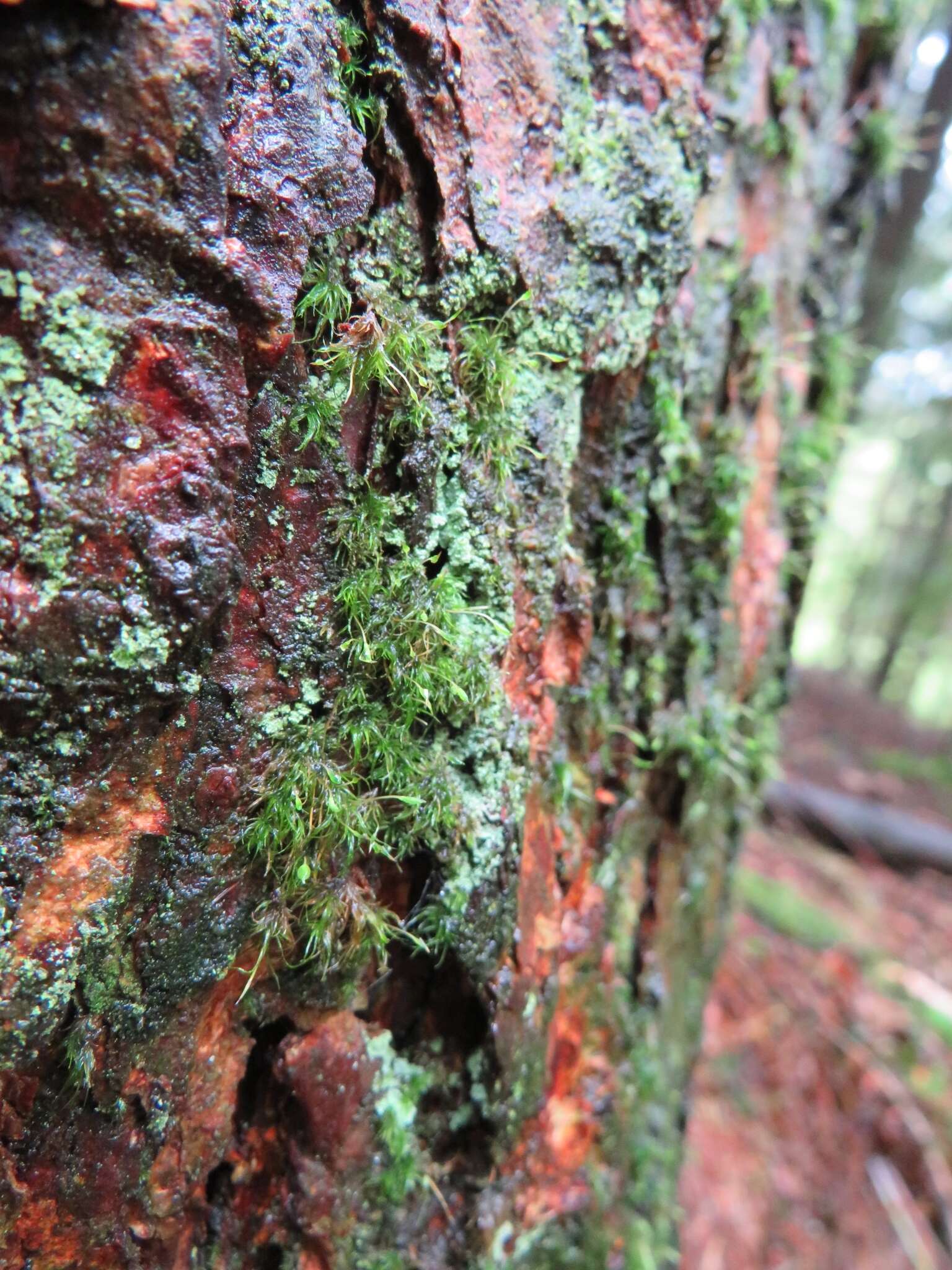 Image of orthodontium moss