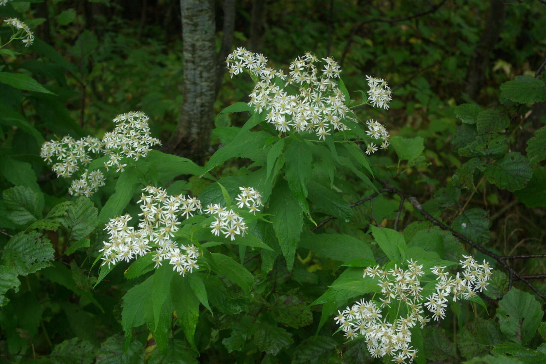 Image of Aster glehnii