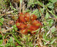 Image of pink sundew