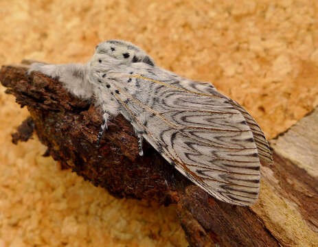 Image of Puss moth