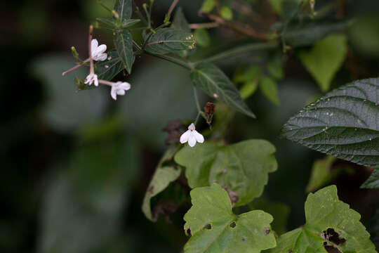 Rhinacanthus latilabiatus (K. Balkwill) I. Darbysh. resmi