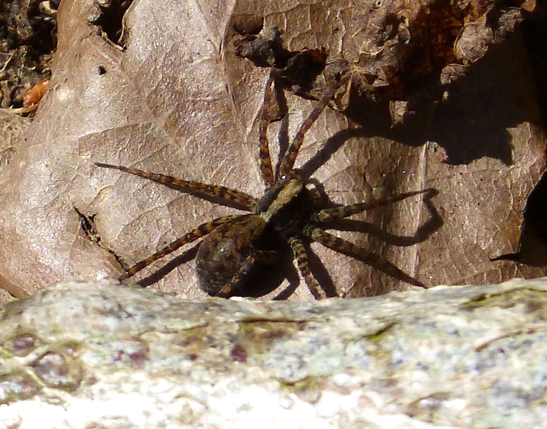 Image of Thinlegged Wolf Spiders