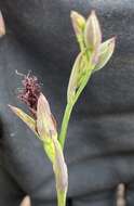 Image of Calochilus uliginosus D. L. Jones