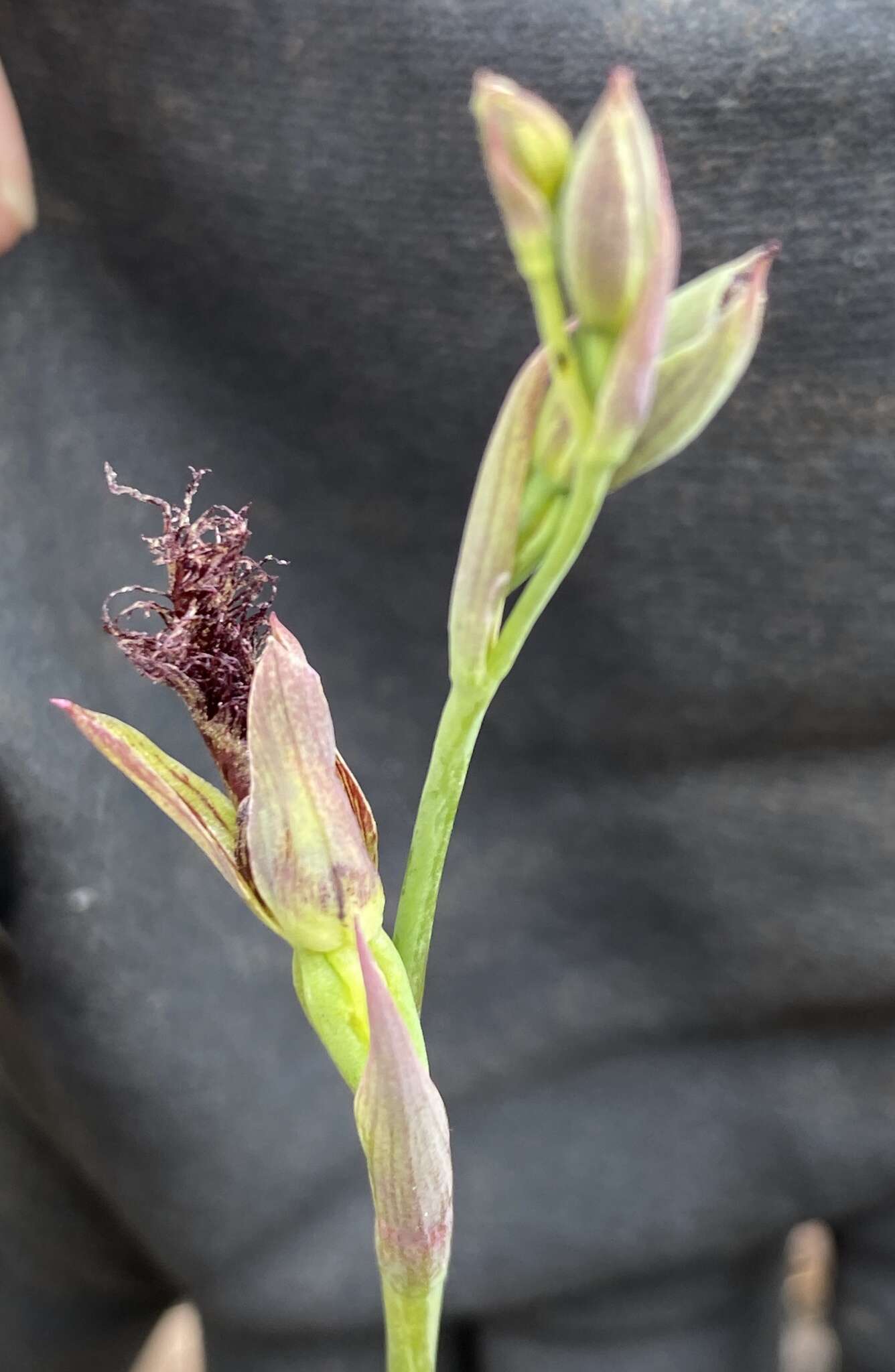 Calochilus uliginosus D. L. Jones的圖片