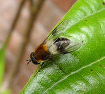 Image of Leucozona lucorum (Linnaeus 1758)