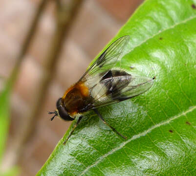 Leucozona lucorum (Linnaeus 1758) resmi