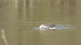 Image of Greylag Goose