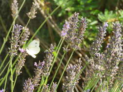 Image of Southern Small White