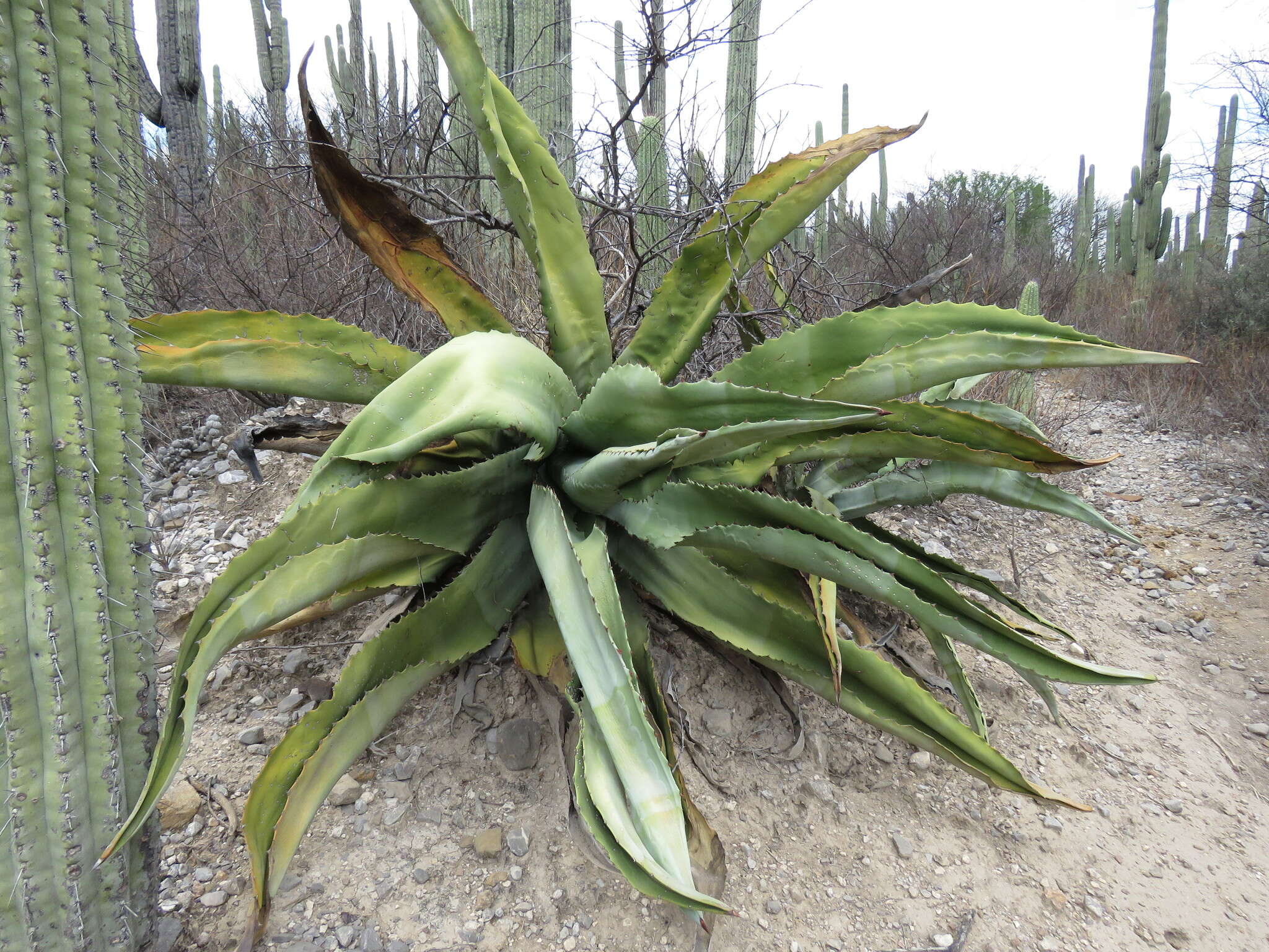 Image of Agave marmorata Roezl