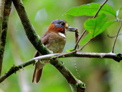 Image of Rufous-necked Puffbird