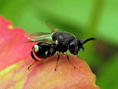 Image de Brachymeria minuta (Linnaeus 1767)