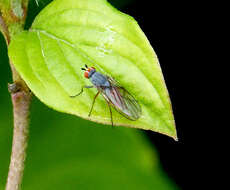 Image of heleomyzid flies