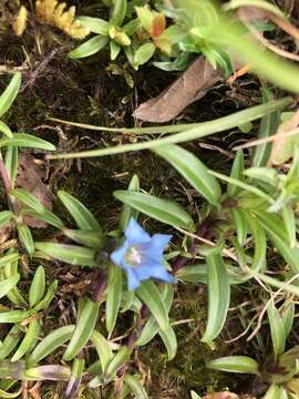Image of Gentiana davidii var. formosana (Hayata) T. N. Ho