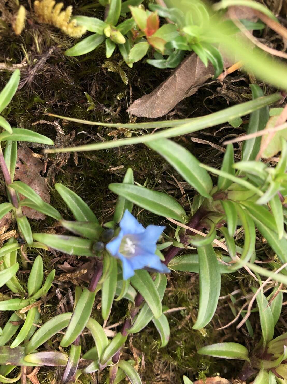 Image de Gentiana davidii var. formosana (Hayata) T. N. Ho