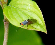 Image of heleomyzid flies