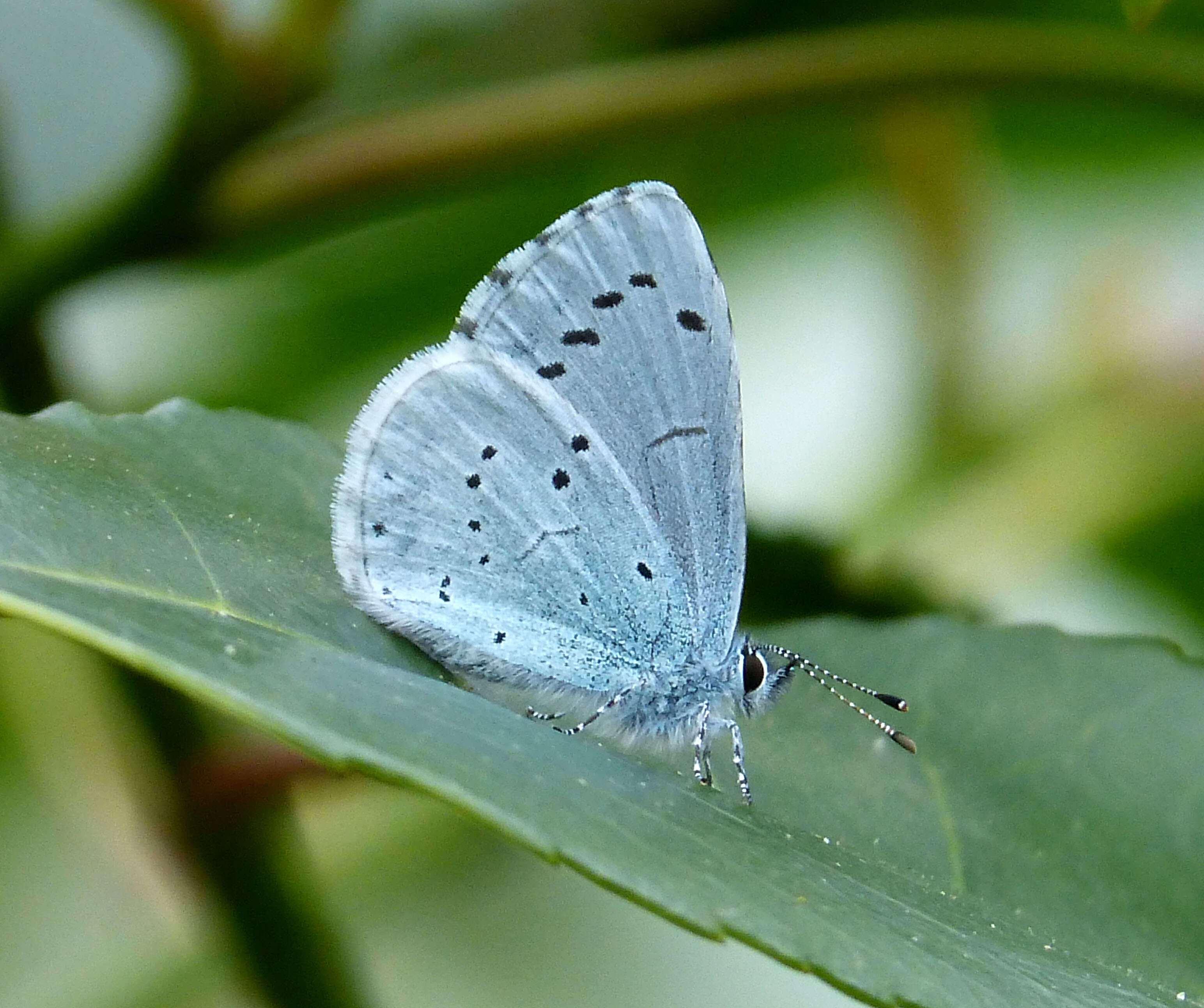 Image of holly blue