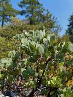 Image of Sonoma manzanita