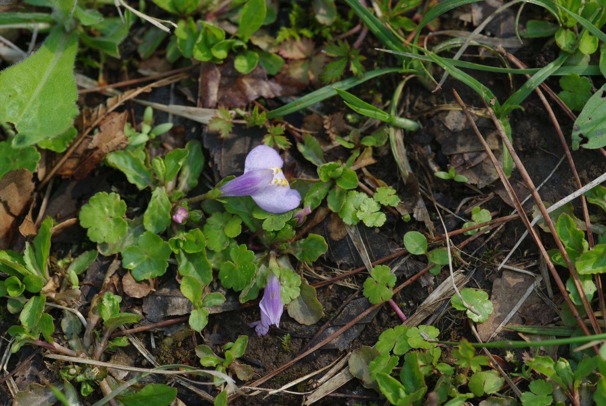 Image de Mazus miquelii Makino