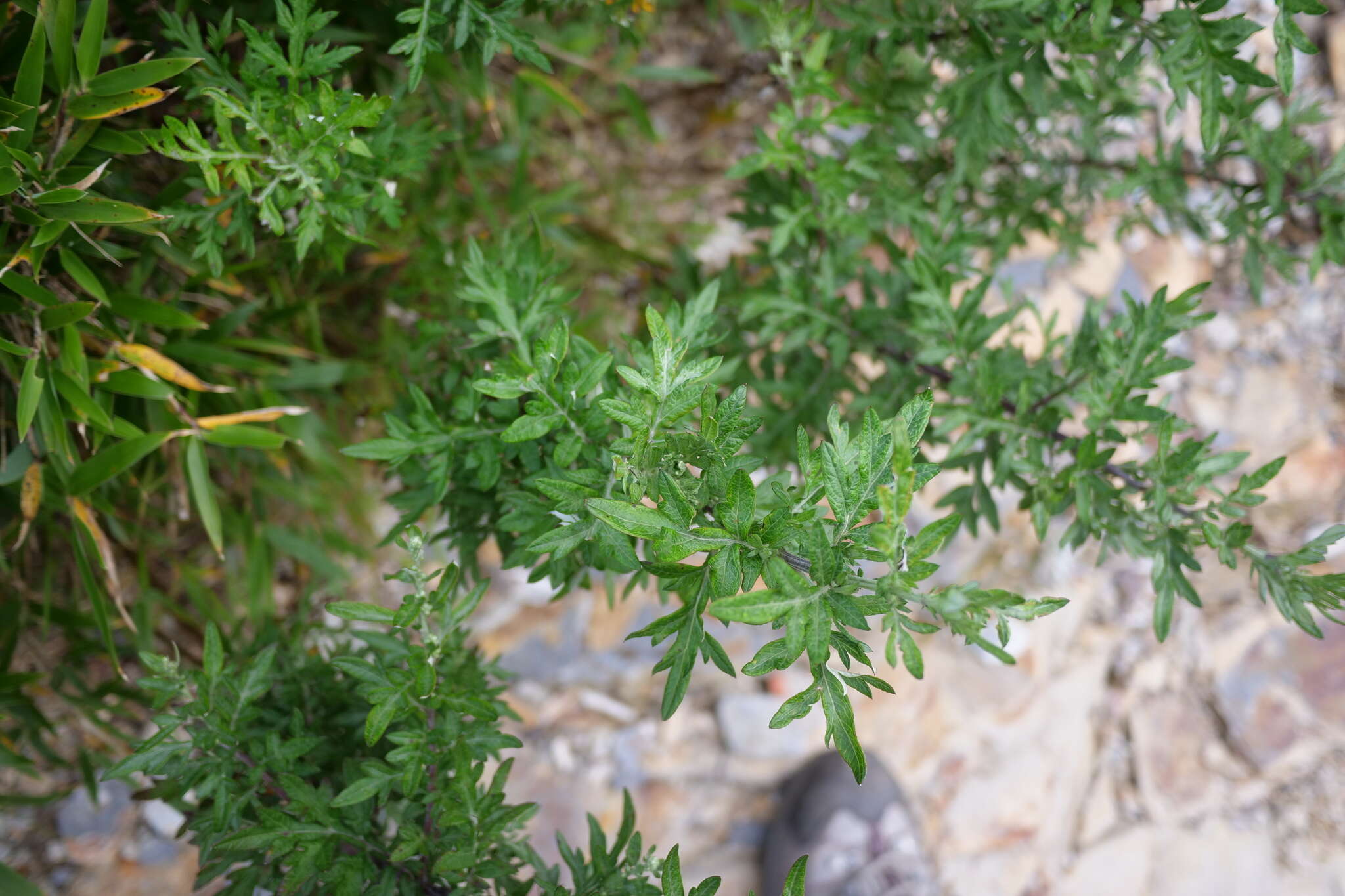 Imagem de Artemisia argyi H. Lév. & Vaniot