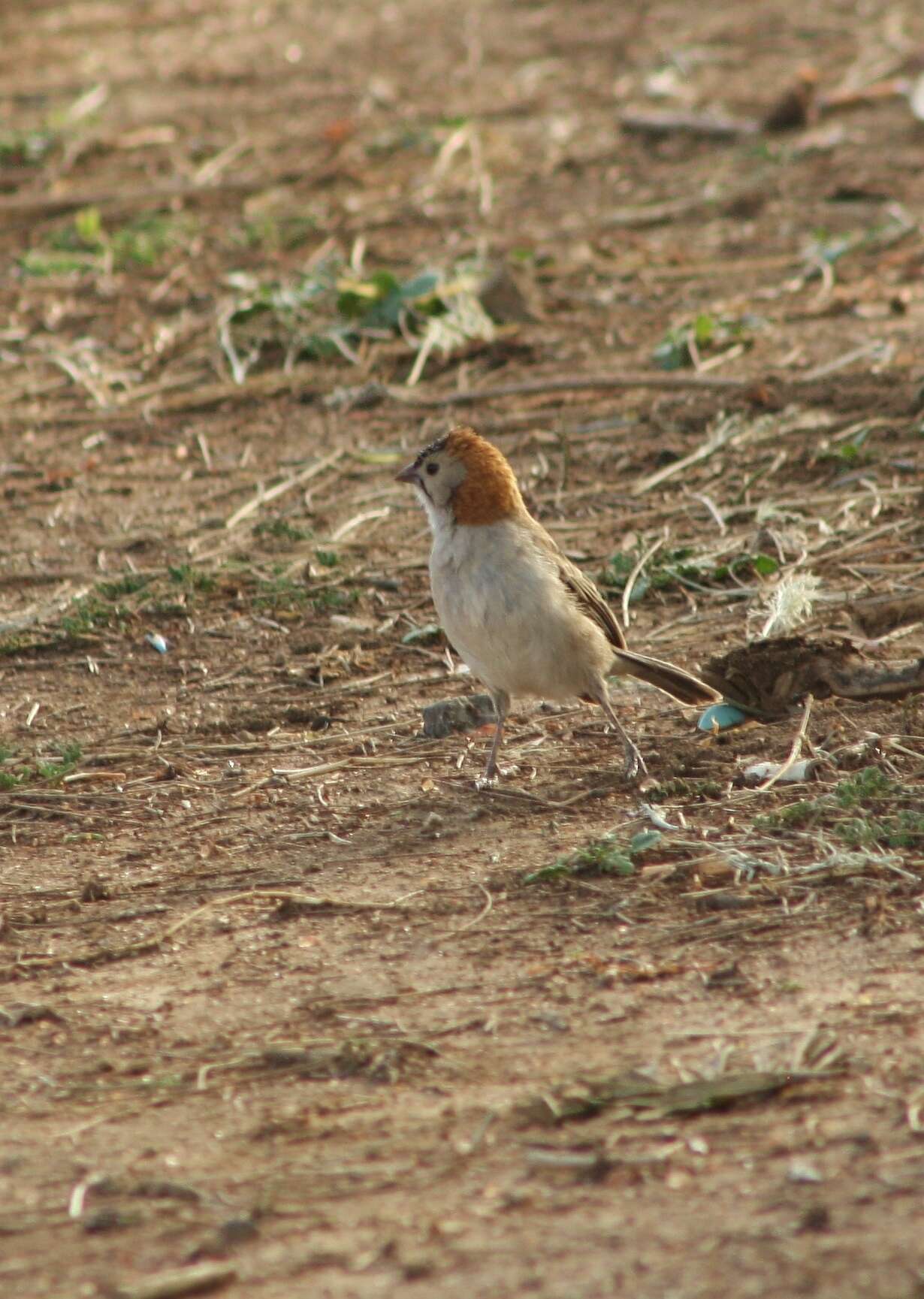 Image of Sporopipes Cabanis 1847