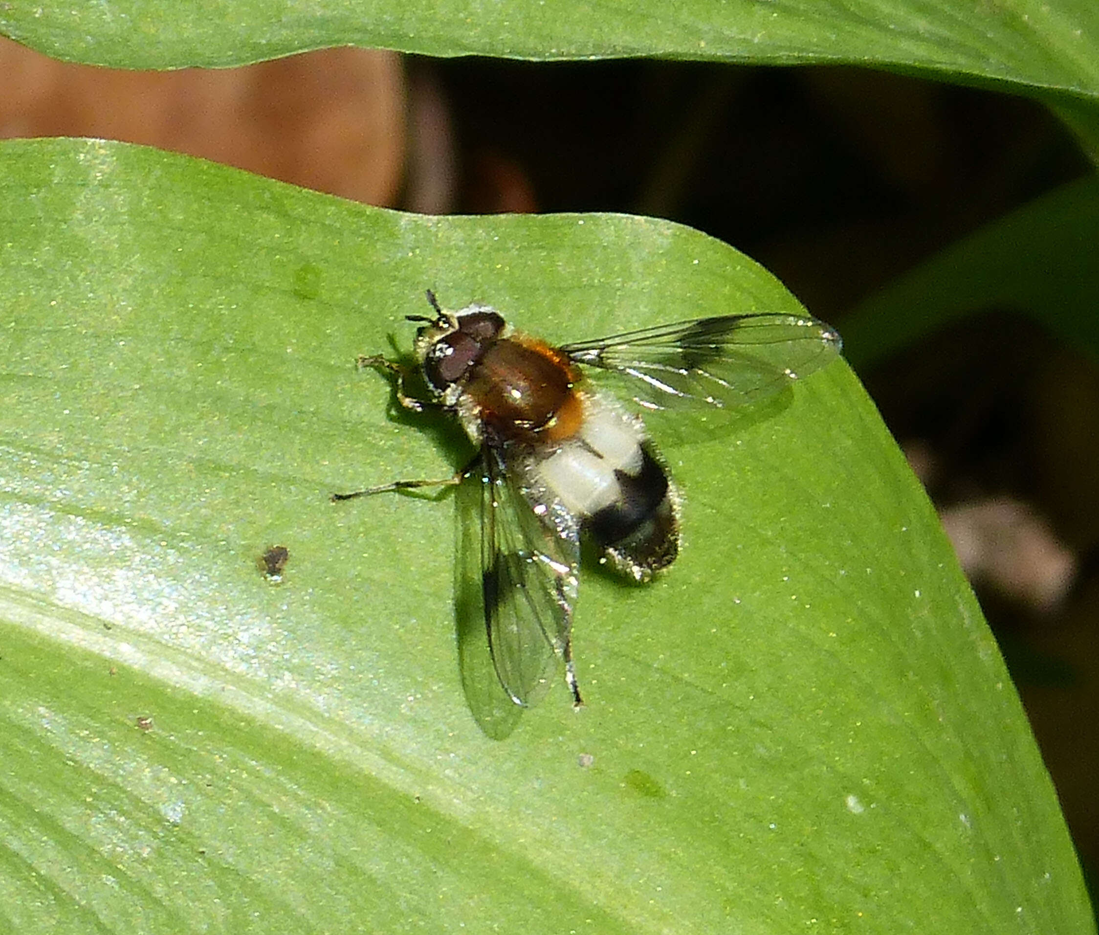 Leucozona lucorum (Linnaeus 1758) resmi