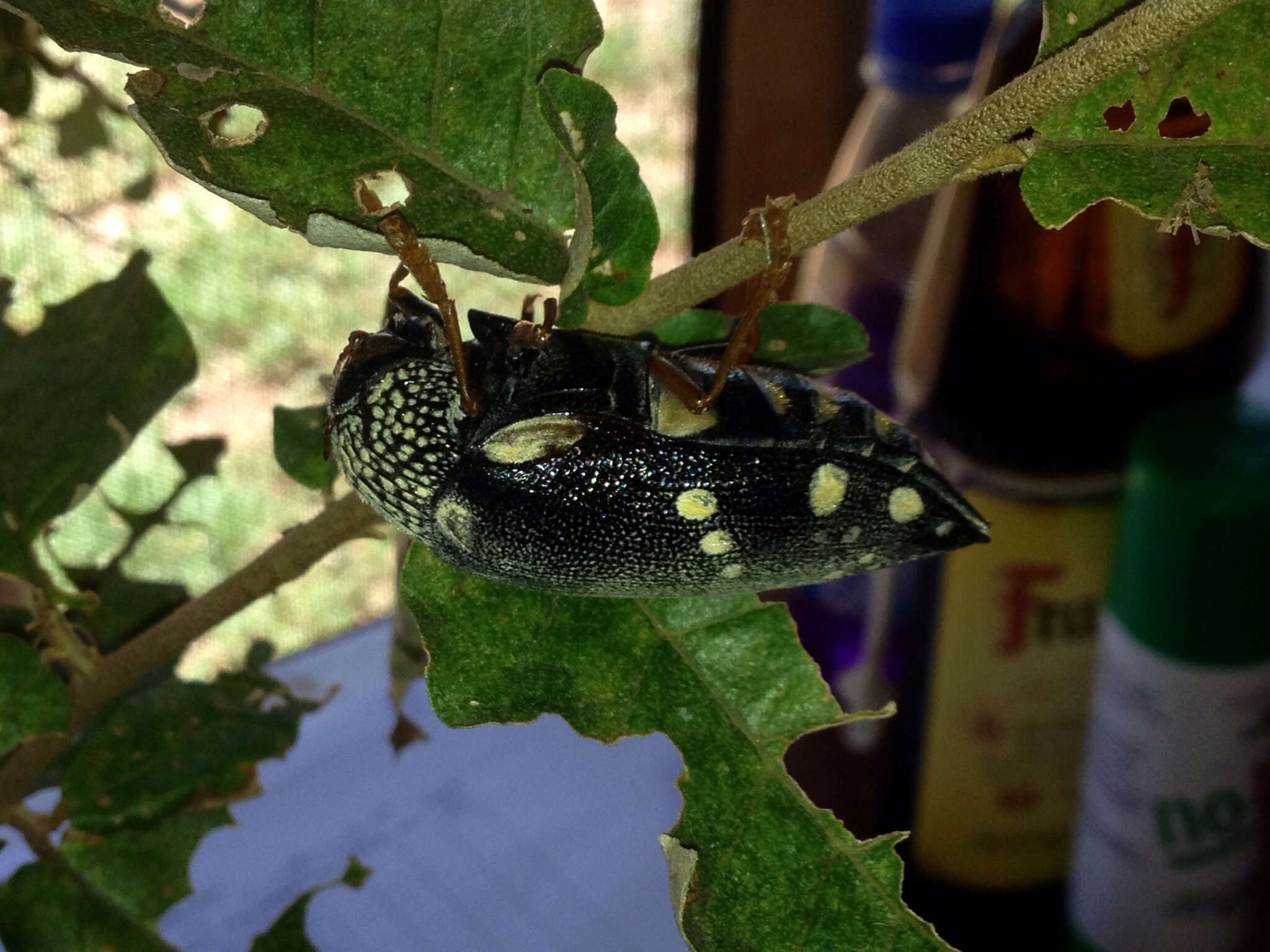 Image of Sternocera castanea boucardii Saunders 1874