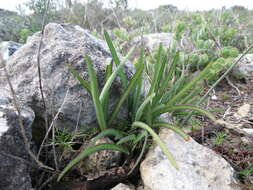 Tulbaghia capensis L. resmi