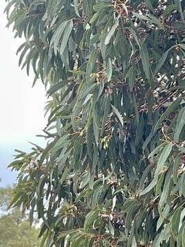 Image of Eucalyptus leucoxylon subsp. megalocarpa D. J. Boland