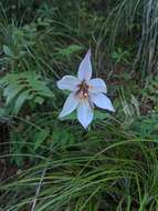 Image of Cascade lily