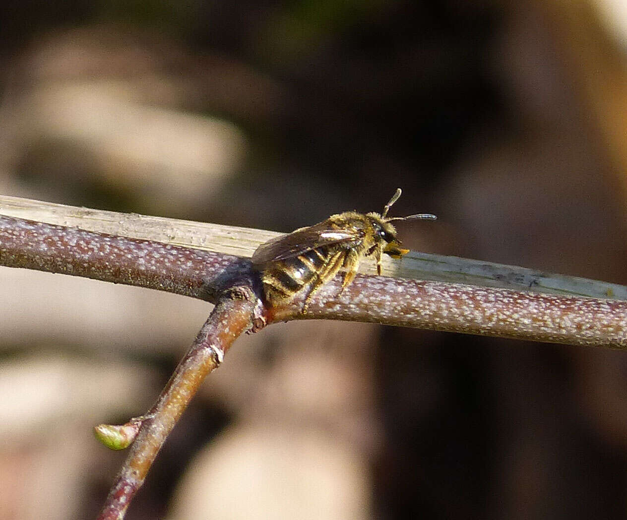 Plancia ëd Lasioglossum Curtis 1833