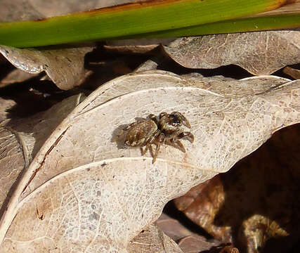 Image of Evarcha falcata (Clerck 1757)