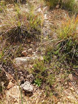 Image of Haworthia mirabilis (Haw.) Haw.