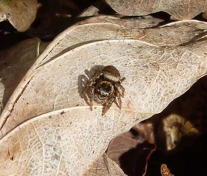 Image of Evarcha falcata (Clerck 1757)