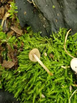 Imagem de Psathyrella psammophila A. H. Sm. 1972