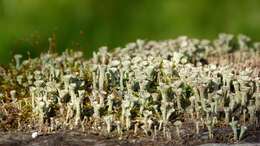 Image of cup lichen