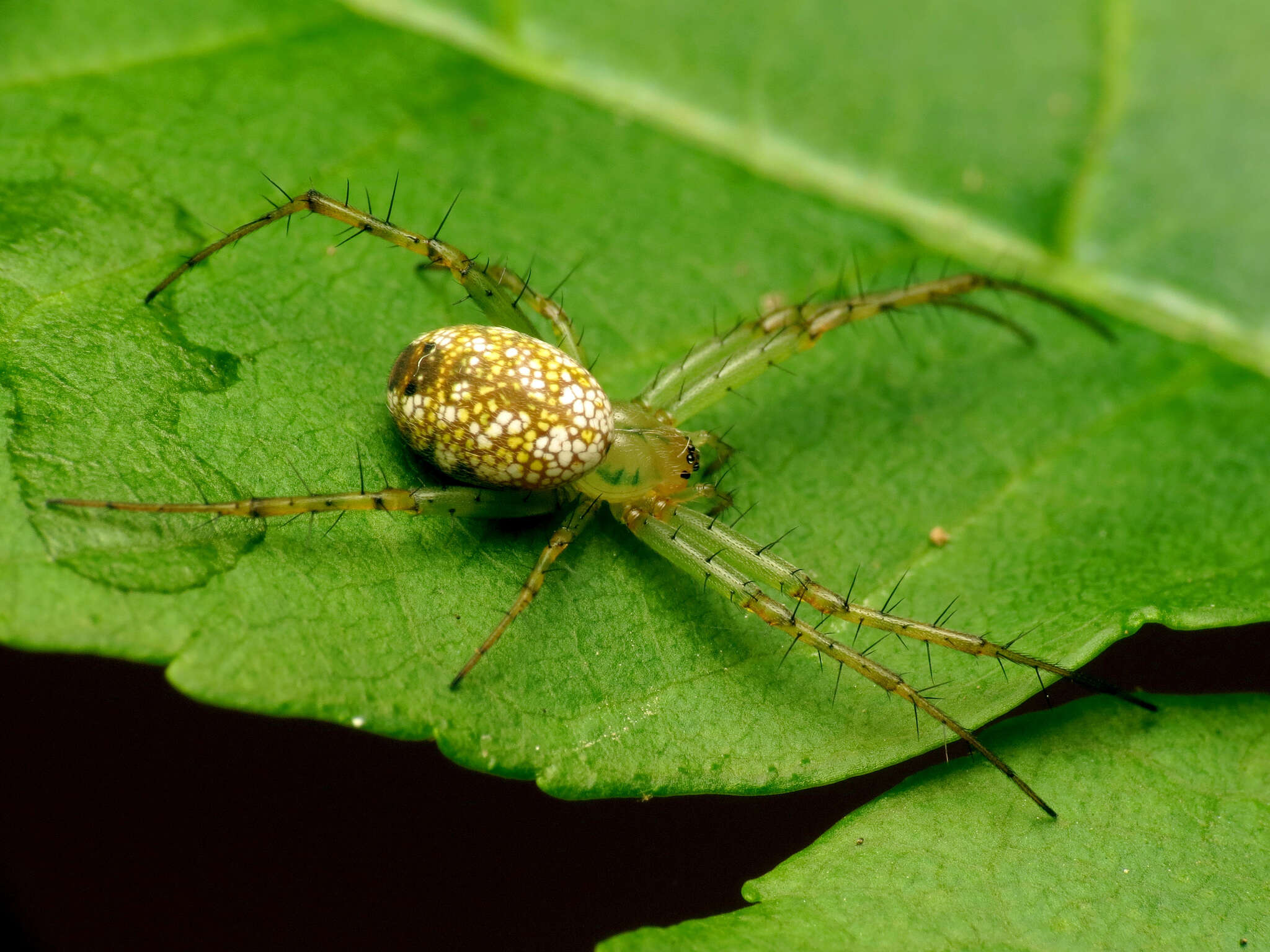 Image of Mangora maculata (Keyserling 1865)